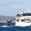 Whale Watching at Whitsunday Island