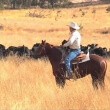 Cowboy Up Horse Riding
