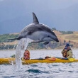 Kayaks with Dolphins