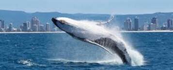 whale watching & canal cruise