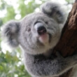 Lone Pine Koala Sanctuary