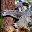 Lone Pine Koala Sanctuary