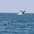 Swimming with The Whales