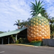 The Big Pineapple