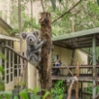 Daisy Hill Koala Center