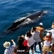 Coolangatta Whale Watch