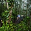 Kuranda Rainforest