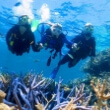 Great Barrier Reef Diving