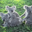 Lone Pine Koala Sanctuary