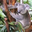 Lone Pine Koala Sanctuary