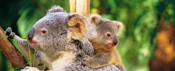 australia-zoo.jpg