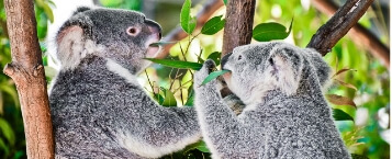 currumbin wildlife