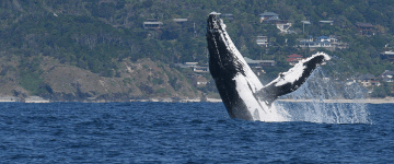 Byron Bay Whale Watching