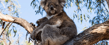 Koala Conservation Centre