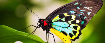 Australian Butterfly Sanctuary