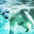 Polar Bear Shores