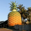 The Big Pineapple