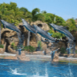 Dolphin encounters at Sea World