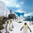 Penguin Feeding Presentation at Sea World