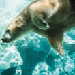 Polar Bear Shores Sea World