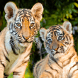 Tiger Island at Dreamworld