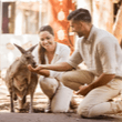 Corroboree kangaroo at Dreamworld